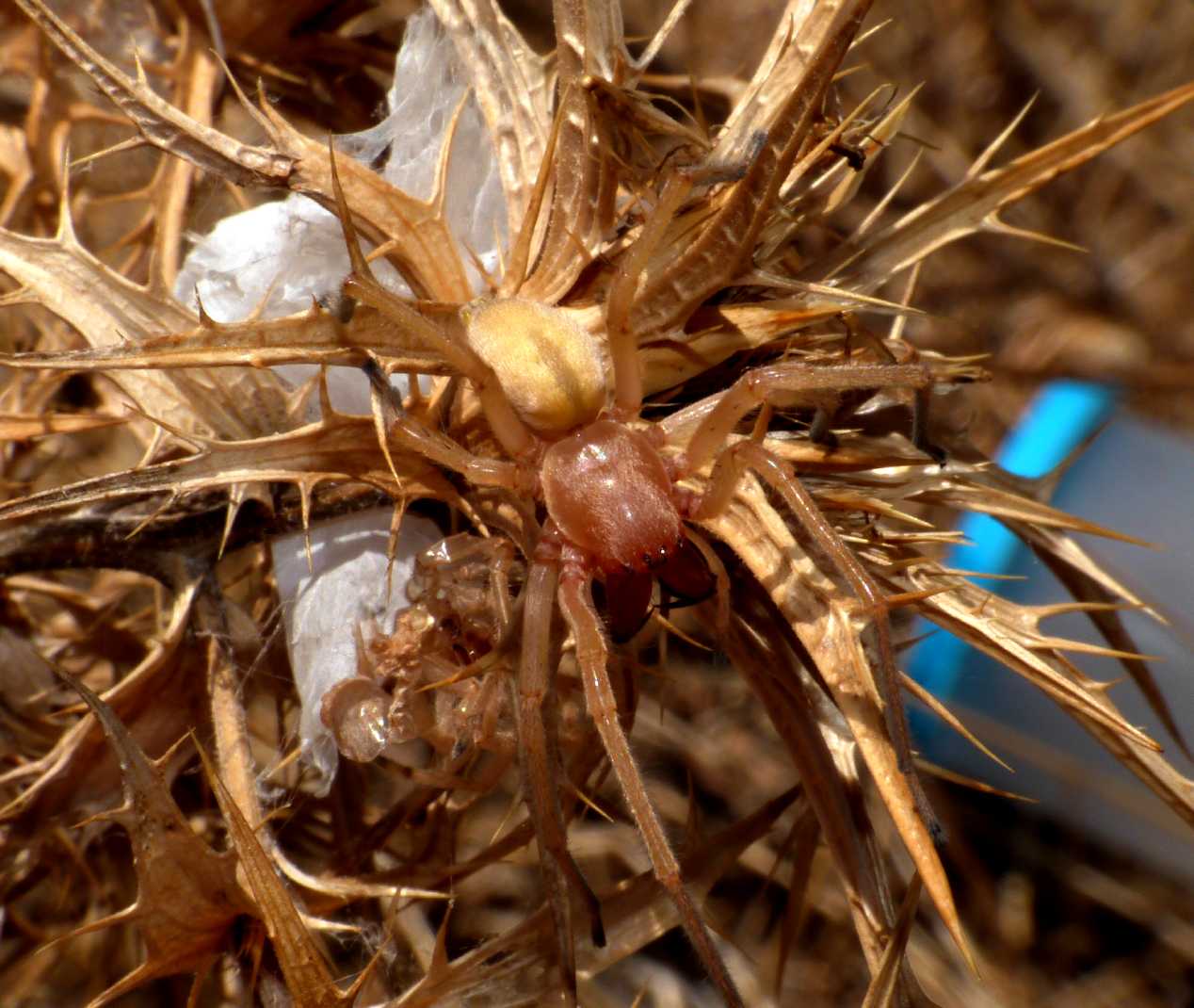 Cheiracanthium punctorium